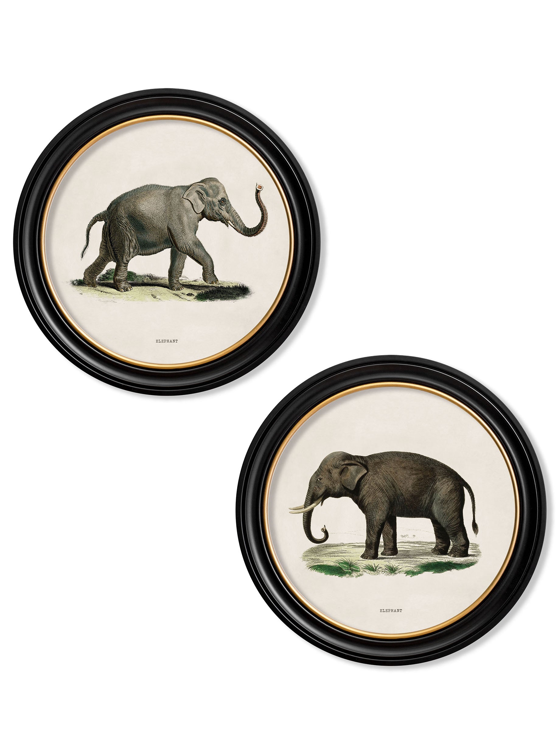 c.1846 Elephants in Round Frame detail – Leya Buster Interiors