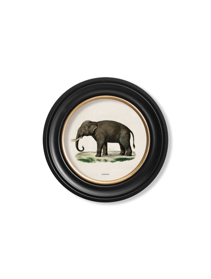 c.1846 Elephants in Round Frame styled view – Leya Buster Interiors