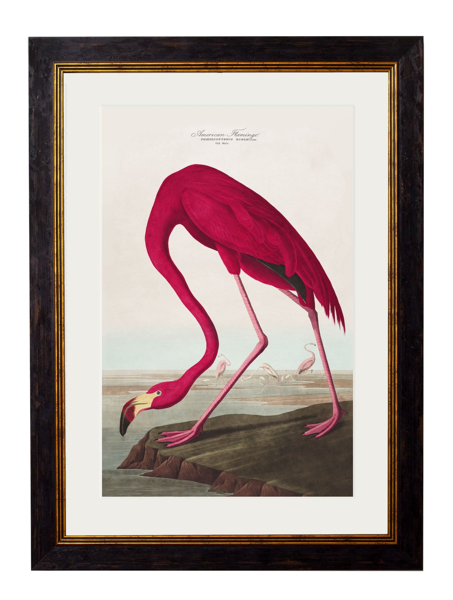 c.1838 Audubon's Birds of America styled view – Leya Buster Interiors