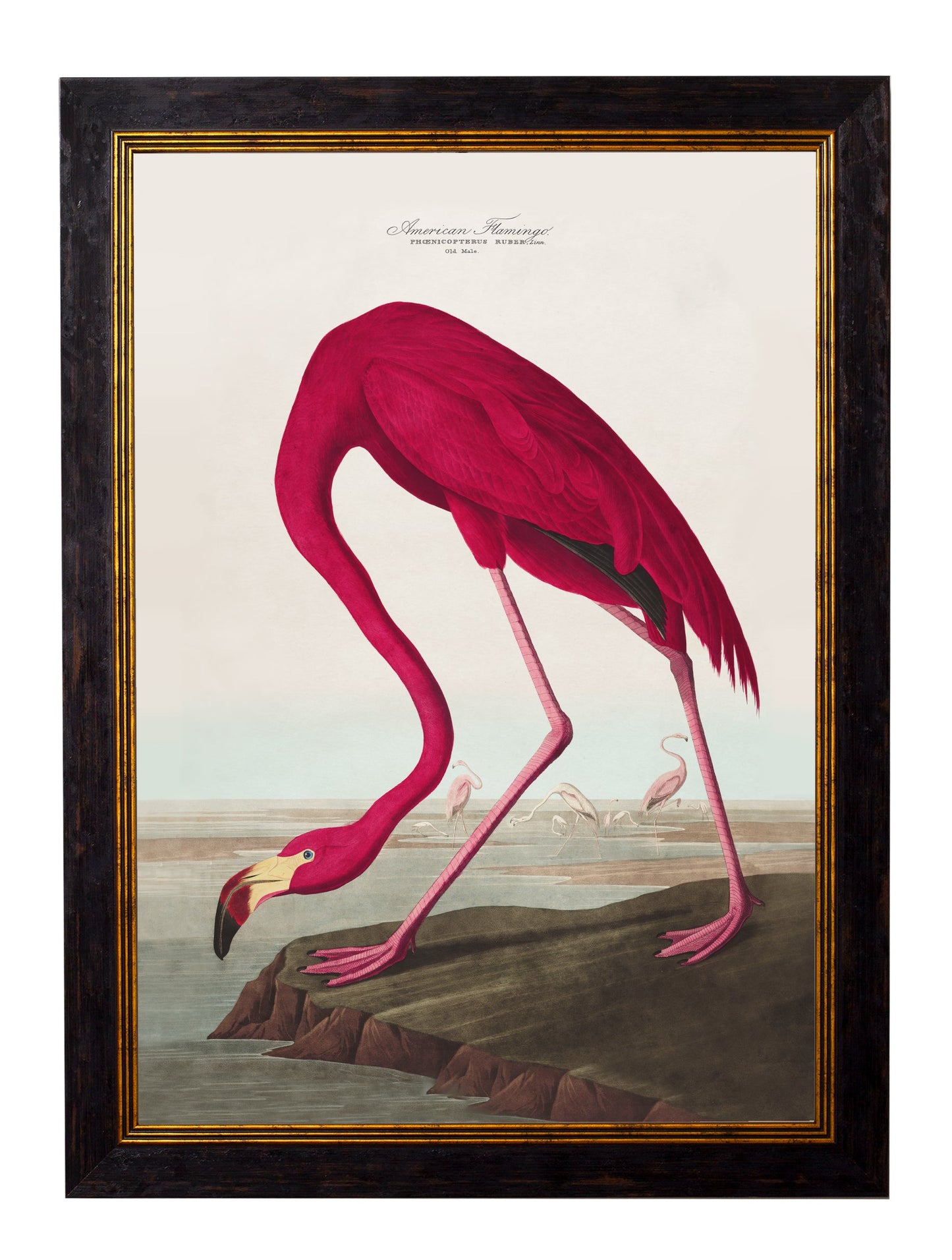 c.1838 Audubon's Birds of America styled view – Leya Buster Interiors