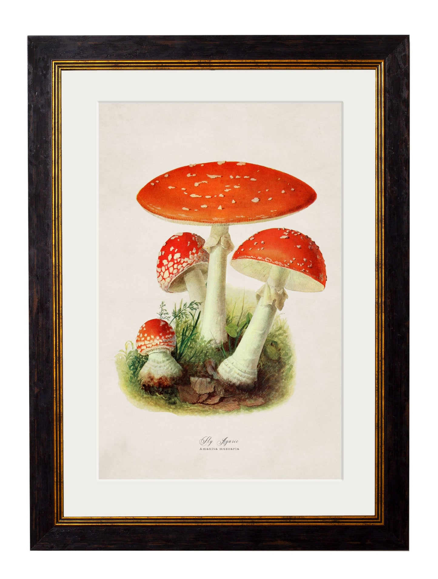 c.1913 Fly Agaric detail – Leya Buster Interiors