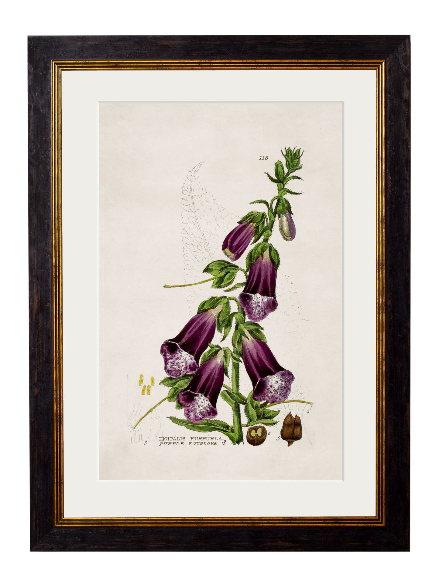 c.1837 British Flowering Plants styled view – Leya Buster Interiors