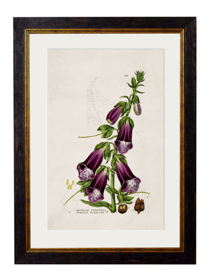 c.1837 British Flowering Plants styled view – Leya Buster Interiors