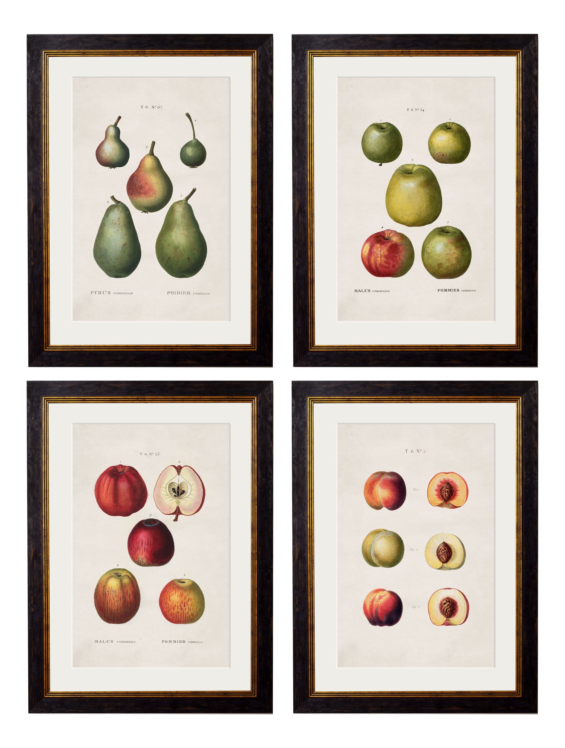 c.1819 Study of British Fruit detail – Leya Buster Interiors