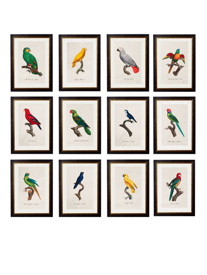 C.1800's Collection of Parrots detail – Leya Buster Interiors