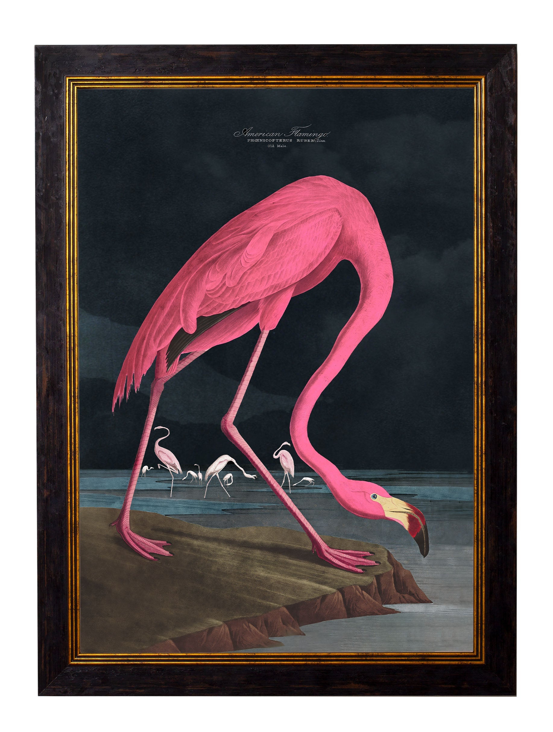 c.1838 Audubon's Flamingo – Dark styled view – Leya Buster Interiors