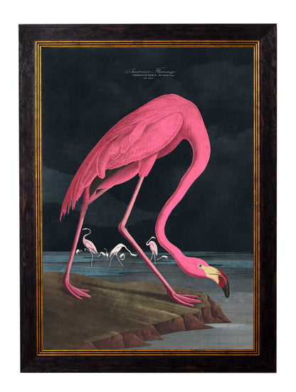 c.1838 Audubon's Flamingo – Dark styled view – Leya Buster Interiors