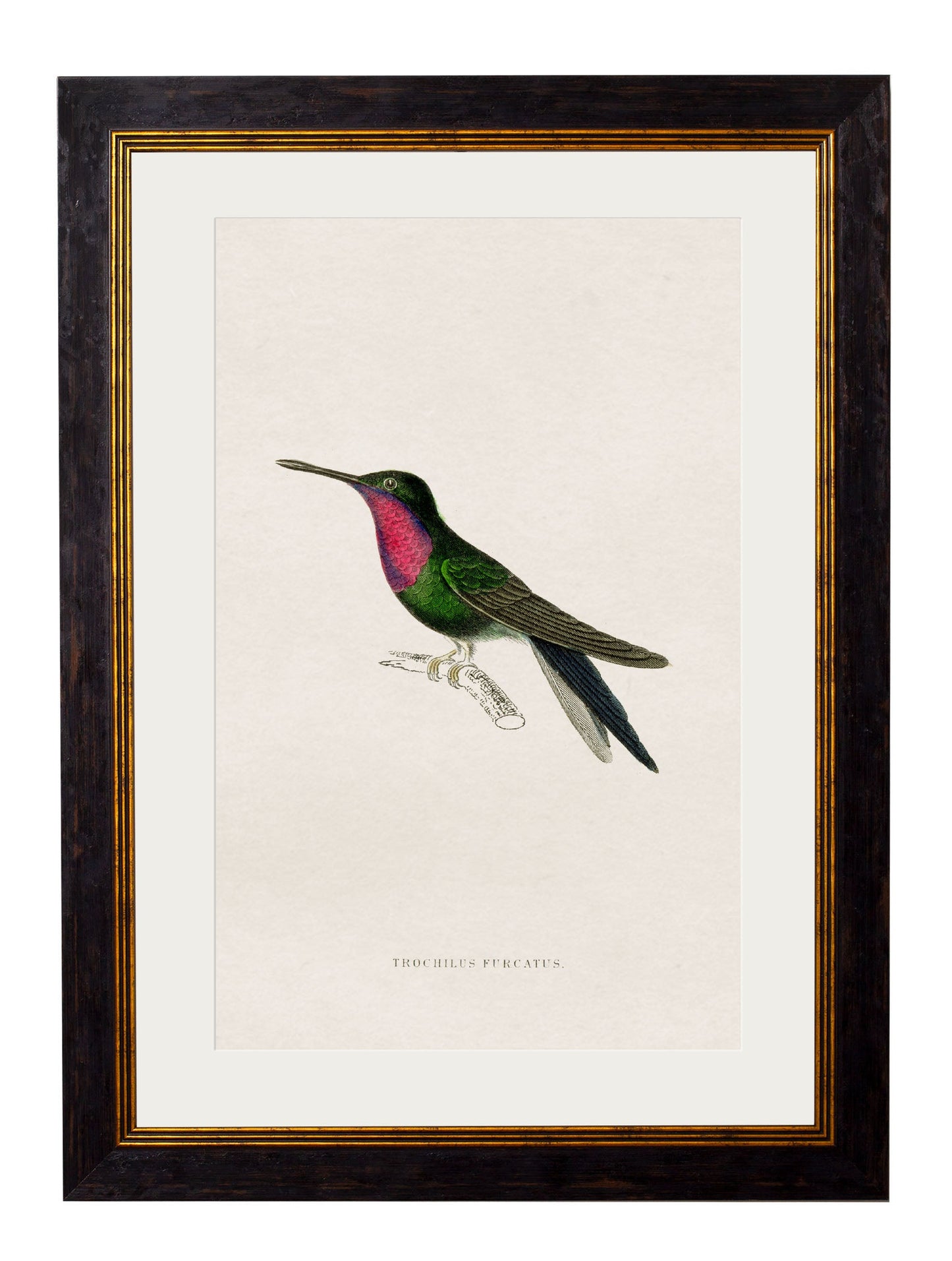 c.1833 Hummingbirds styled view – Leya Buster Interiors