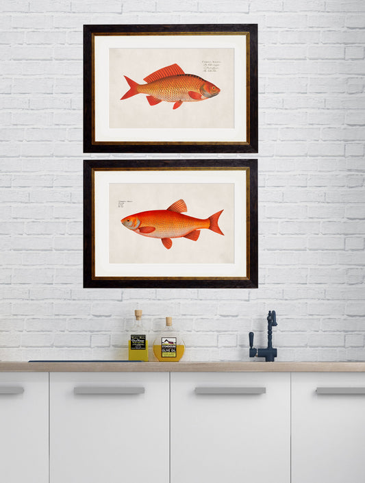c.1785 Goldfish and Golden Orfe – framed wall art at Leya Buster Interiors