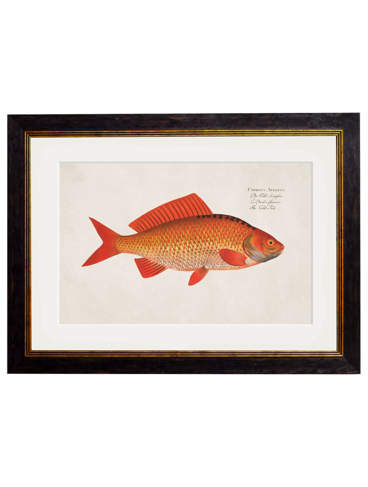 c.1785 Goldfish and Golden Orfe styled view – Leya Buster Interiors