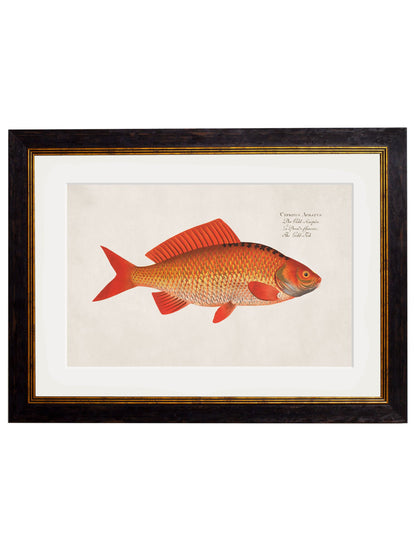c.1785 Goldfish and Golden Orfe styled view – Leya Buster Interiors