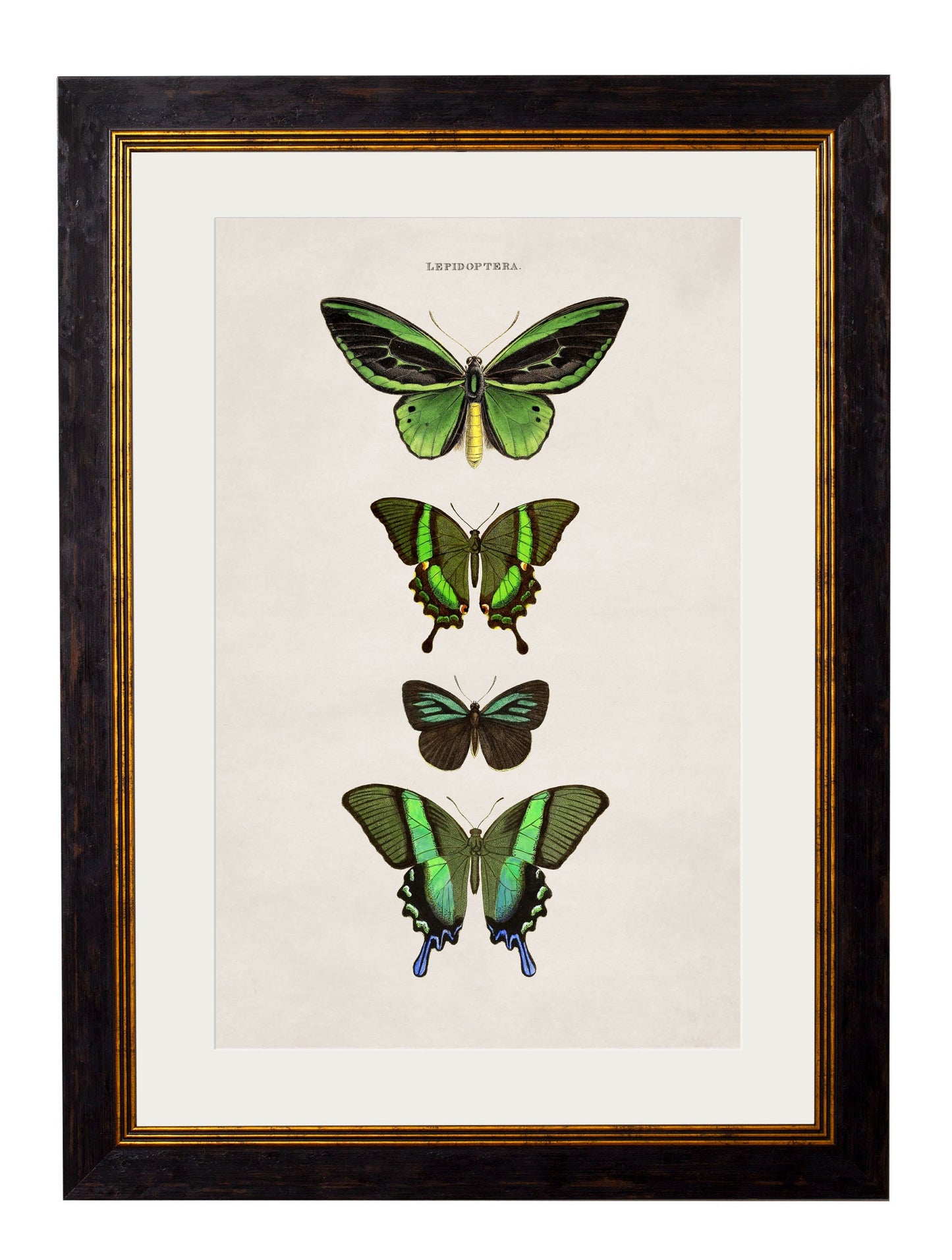 c.1835 Butterflies styled view – Leya Buster Interiors