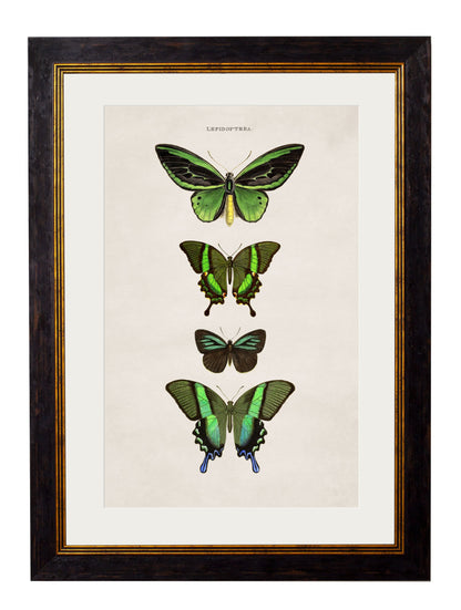 c.1835 Butterflies styled view – Leya Buster Interiors