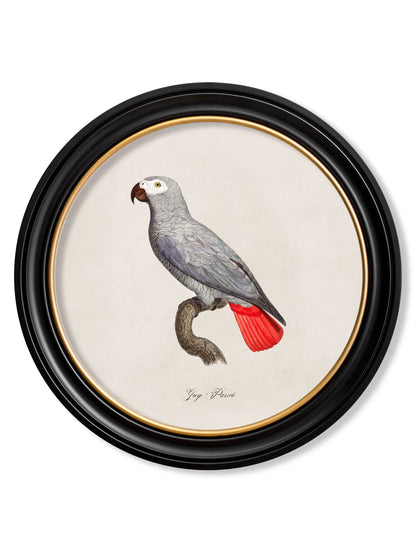 C.1800's Collection of Parrots in Round Frames 1 styled view – Leya Buster Interiors
