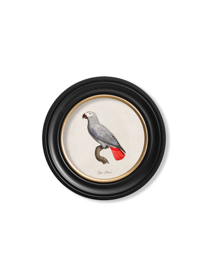 C.1800's Collection of Parrots in Round Frames 1 styled view – Leya Buster Interiors