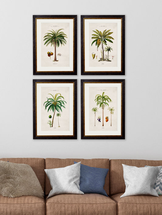 c.1843 Studies of South American Palm Trees – framed wall art at Leya Buster Interiors