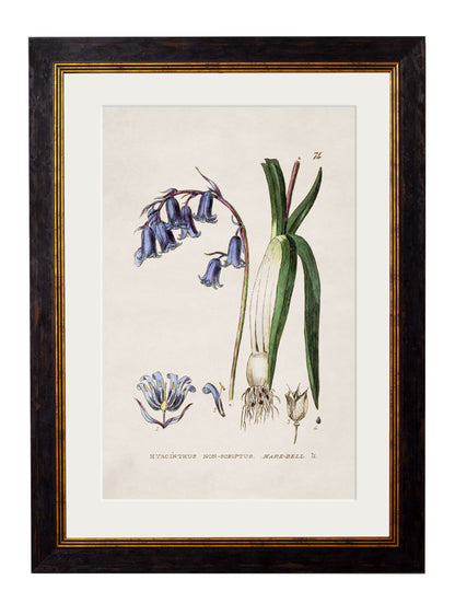 c.1837 British Flowering Plants styled view – Leya Buster Interiors