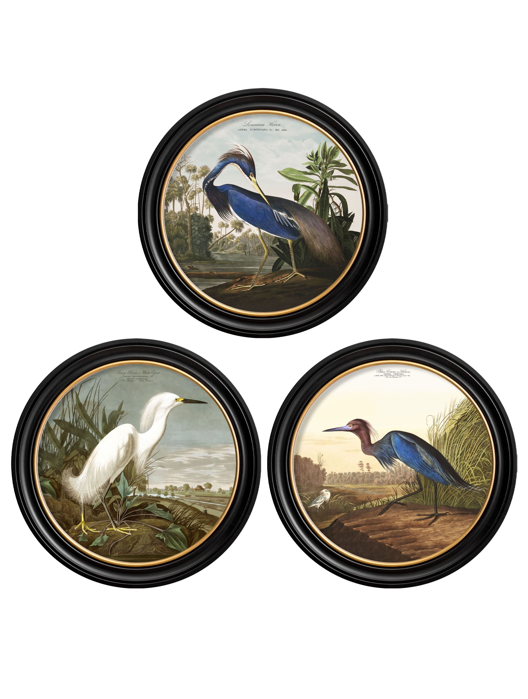 c.1838 Audubon's Herons in Round Frames detail – Leya Buster Interiors
