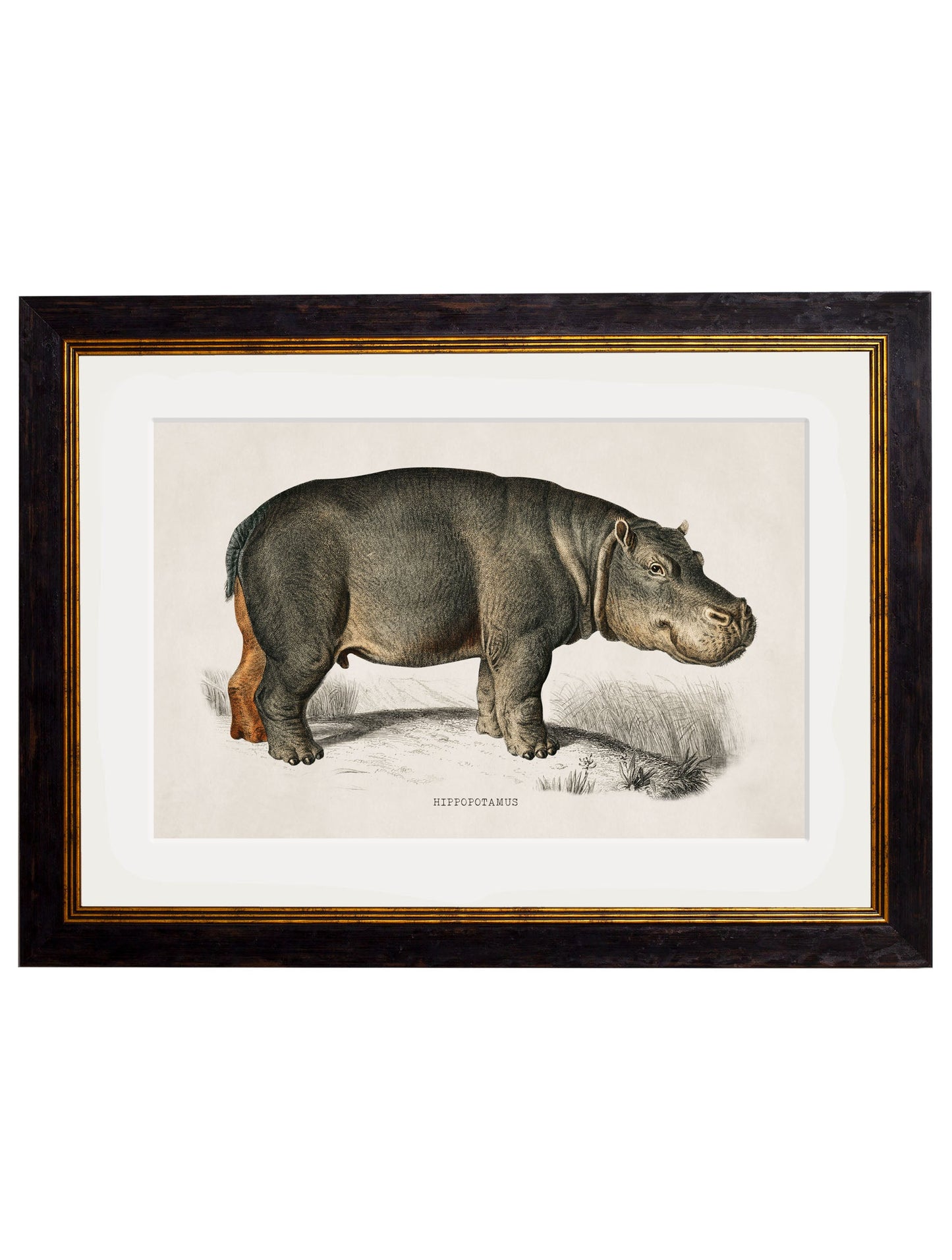 c.1846 Rhino & Hippo styled view – Leya Buster Interiors