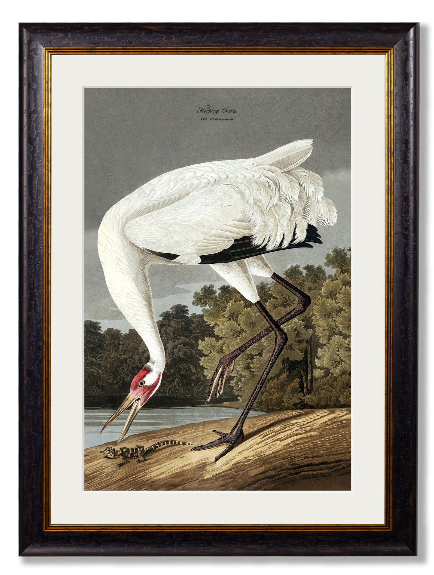 c.1838 Audubon's Hooping Crane styled view – Leya Buster Interiors