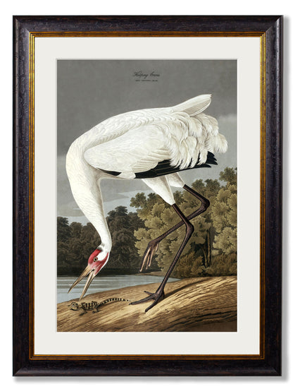 c.1838 Audubon's Hooping Crane styled view – Leya Buster Interiors