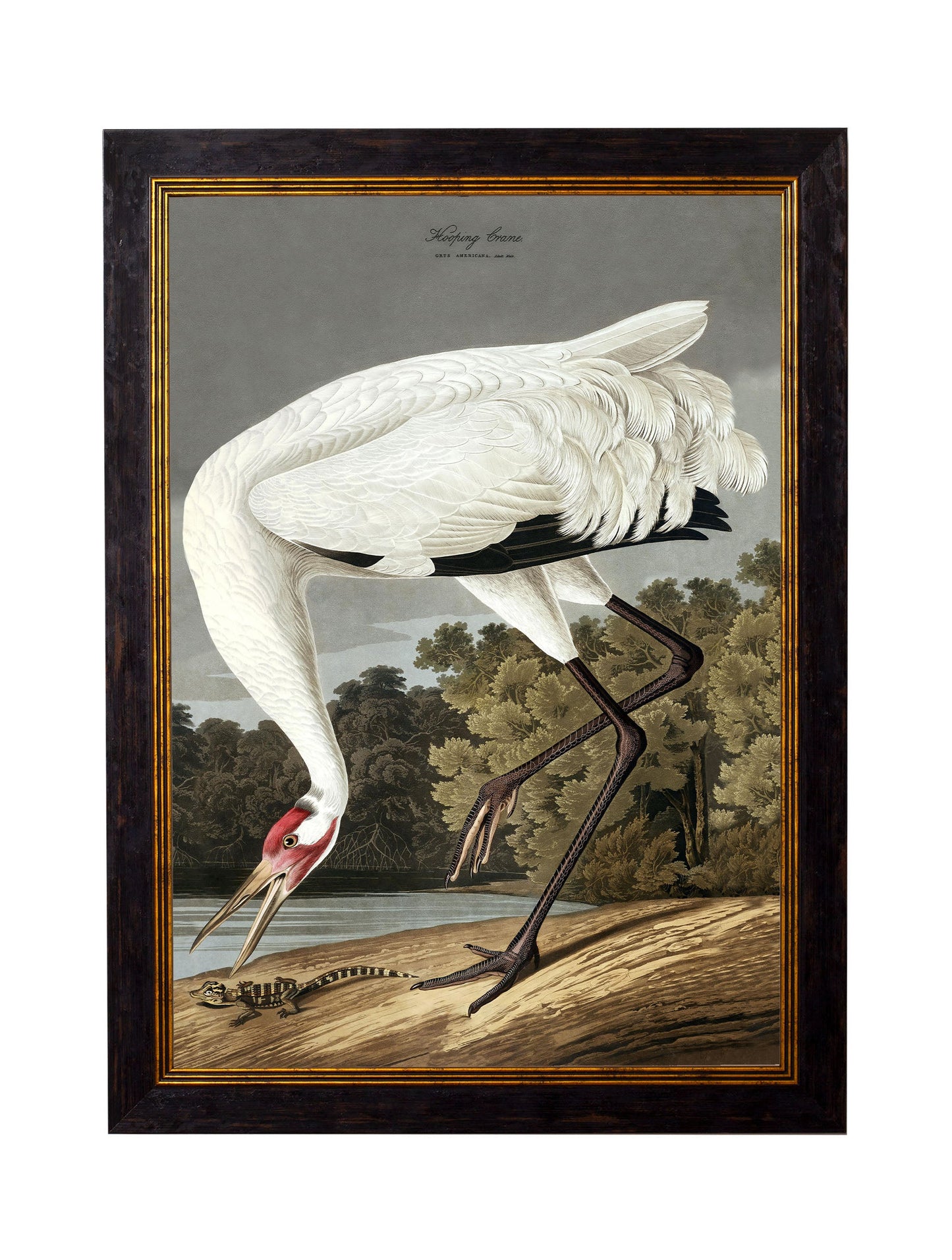 c.1838 Audubon's Hooping Crane styled view – Leya Buster Interiors