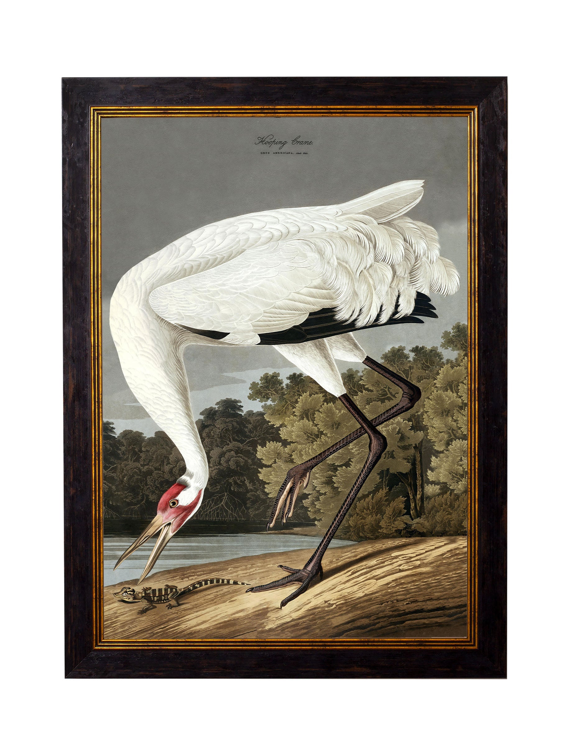 c.1838 Audubon's Hooping Crane styled view – Leya Buster Interiors