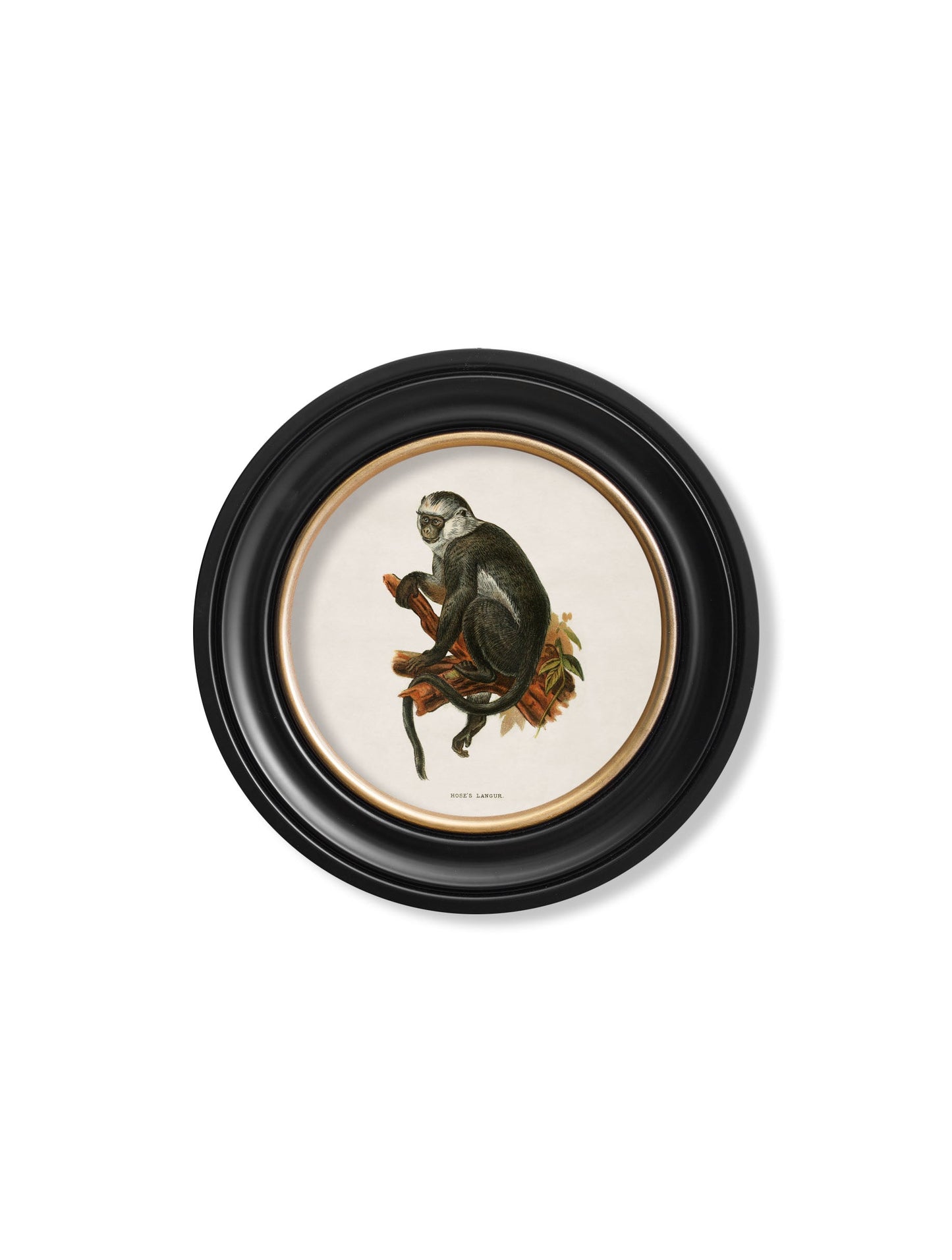 c.1910 Collection of Primates in Round Frames styled view – Leya Buster Interiors