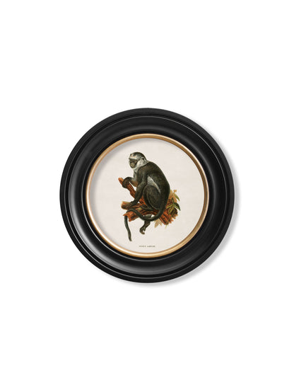 c.1910 Collection of Primates in Round Frames styled view – Leya Buster Interiors