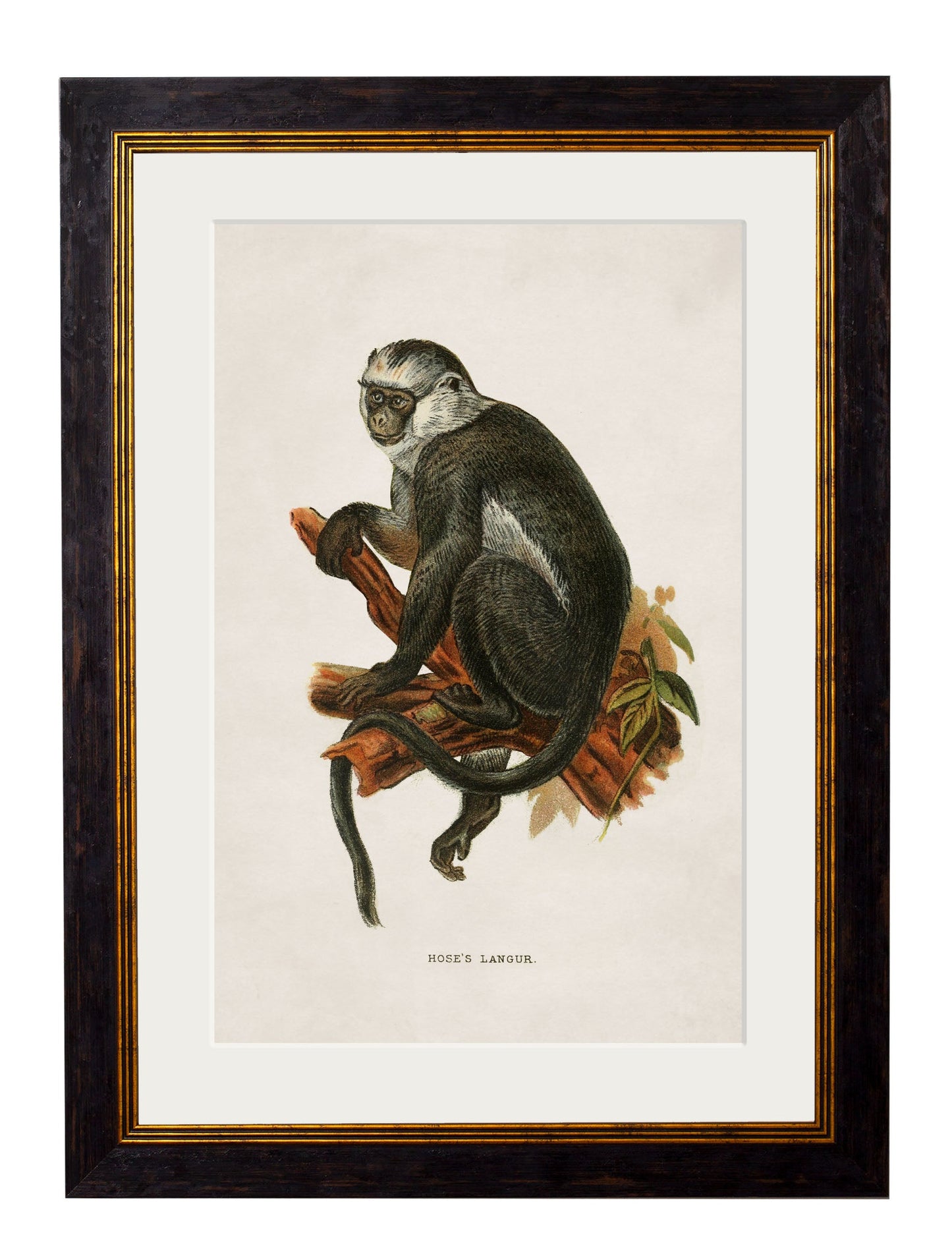 c.1910 Collection of Primates styled view – Leya Buster Interiors