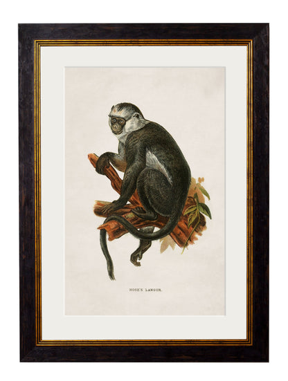 c.1910 Collection of Primates styled view – Leya Buster Interiors