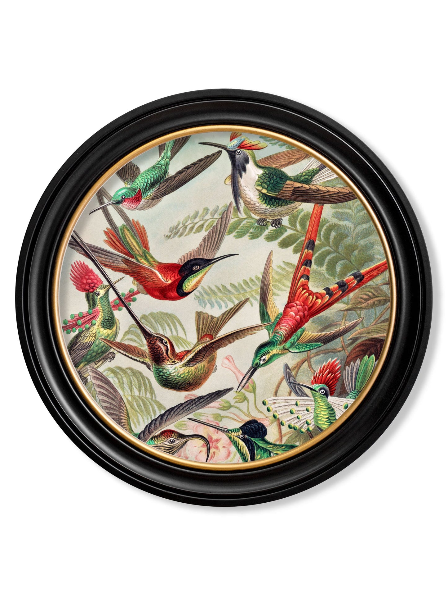 c.1904 Haeckel Flora and Fauna – Round Frames styled view – Leya Buster Interiors