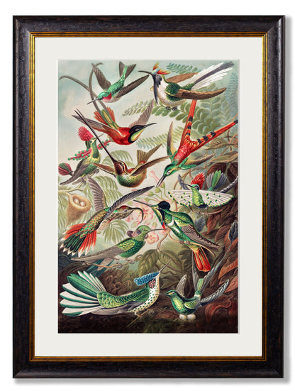 c.1904 Haeckel Hummingbirds styled view – Leya Buster Interiors