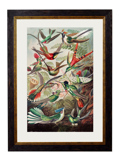 c.1904 Haeckel Hummingbirds detail – Leya Buster Interiors