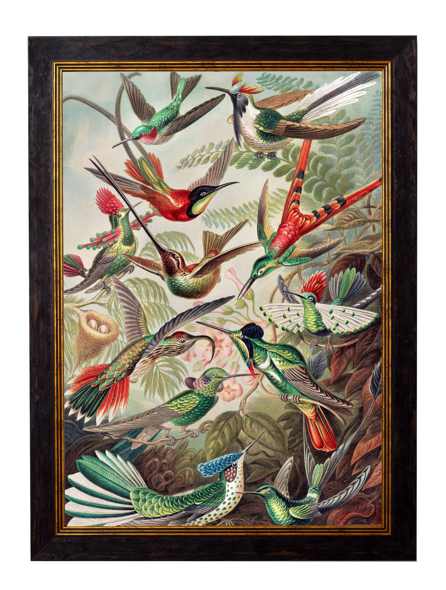 c.1904 Haeckel Hummingbirds styled view – Leya Buster Interiors