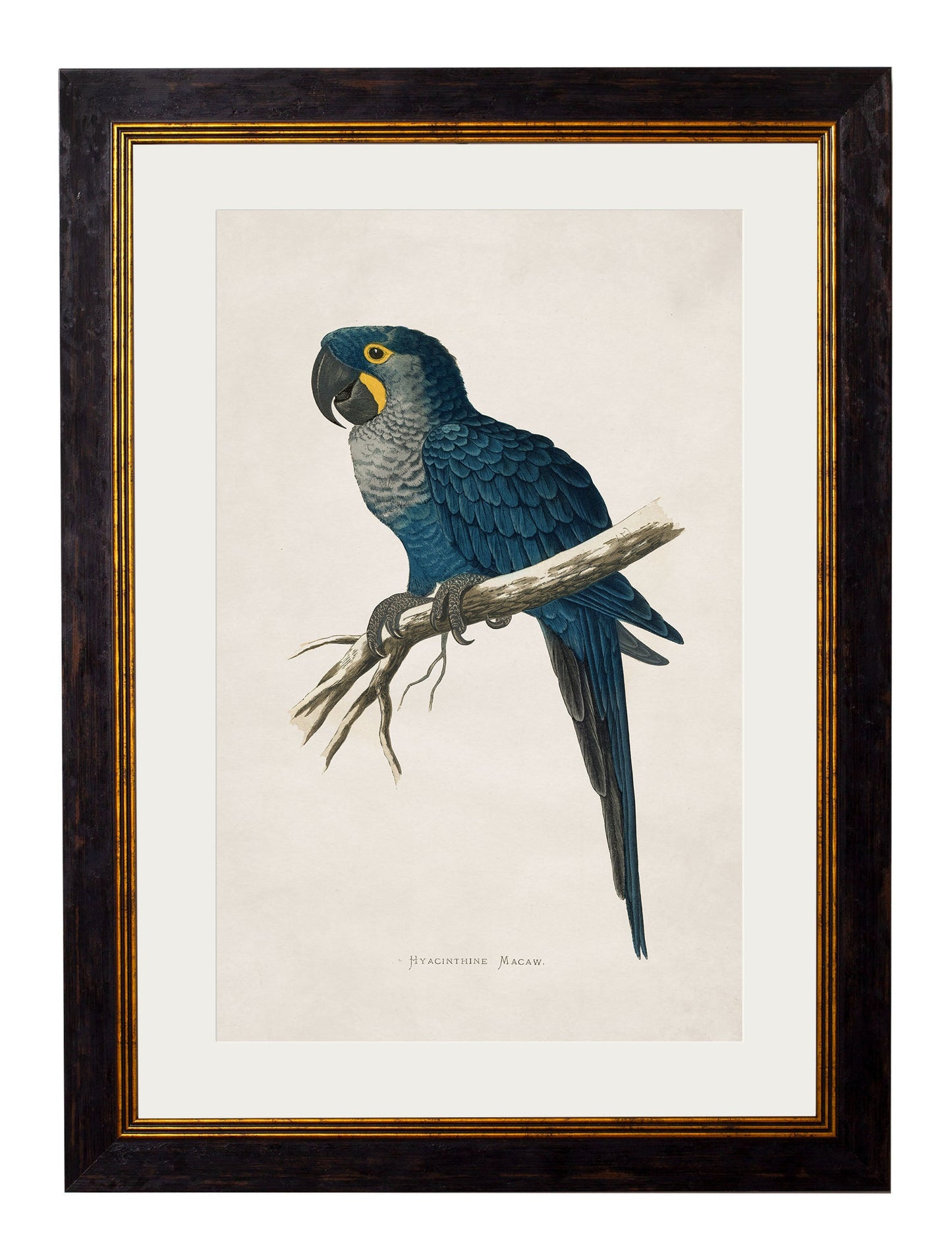 c.1884 Macaws styled view – Leya Buster Interiors