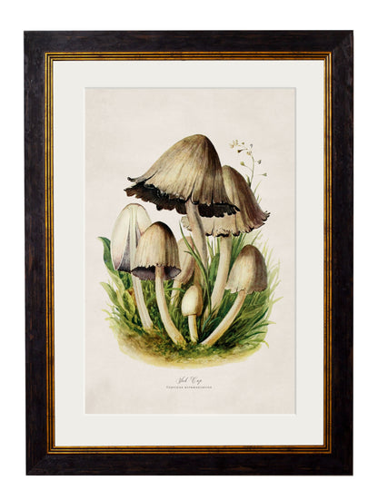 c.1913 Edible Mushrooms styled view – Leya Buster Interiors