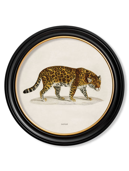 c.1836 Jaguar – Round Frame detail – Leya Buster Interiors