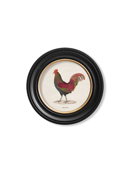 c.1838 Junglefowl in Round Frames styled view – Leya Buster Interiors