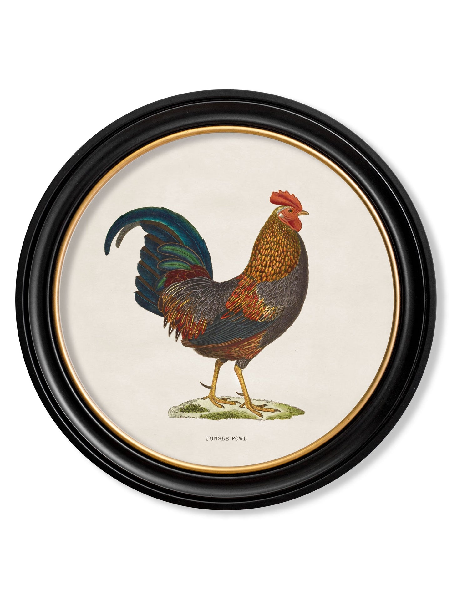 c.1838 Junglefowl in Round Frames styled view – Leya Buster Interiors