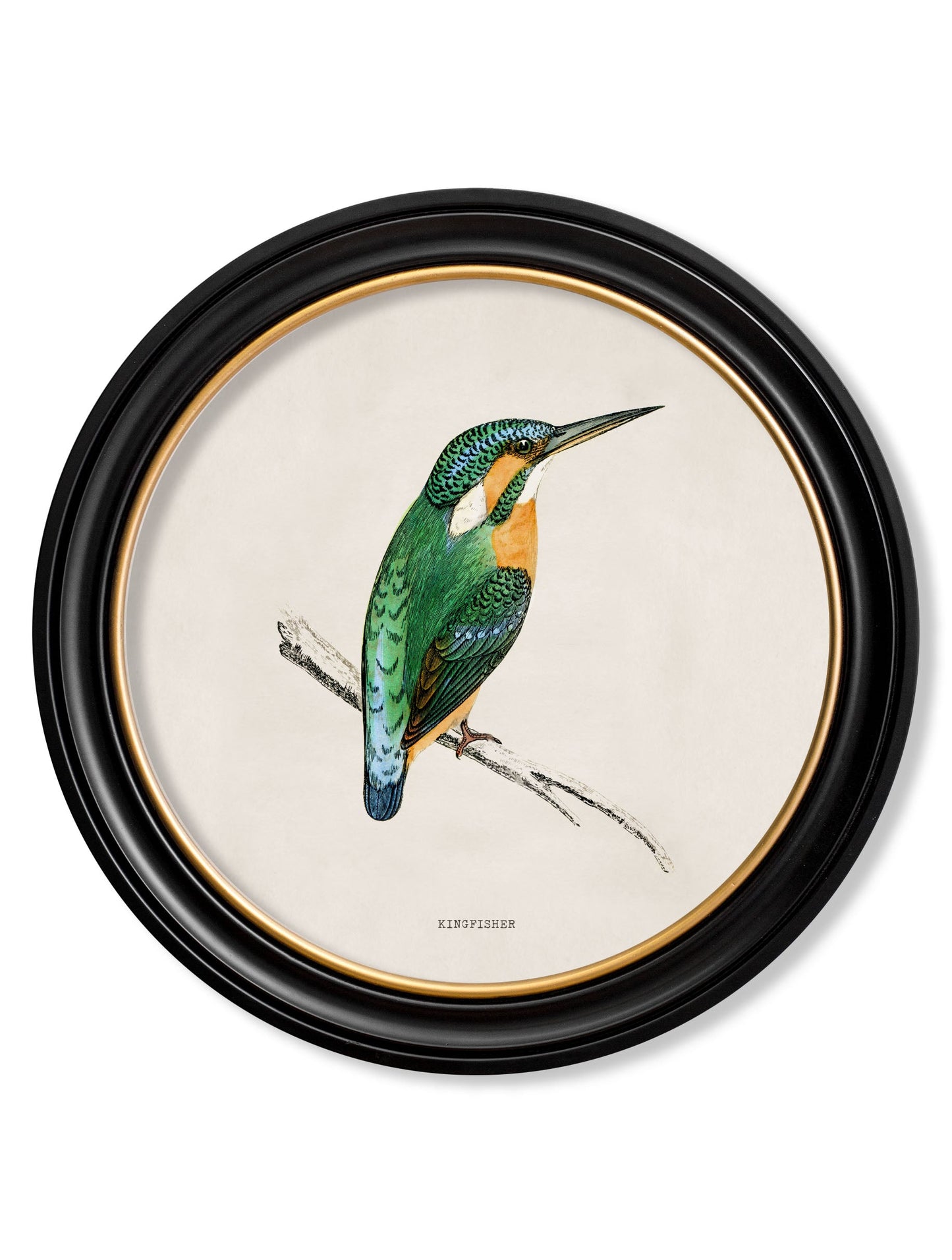 c.1870 Kingfisher and Bee Eater styled view – Leya Buster Interiors
