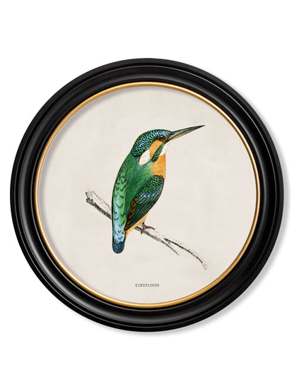 c.1870 Kingfisher and Bee Eater styled view – Leya Buster Interiors