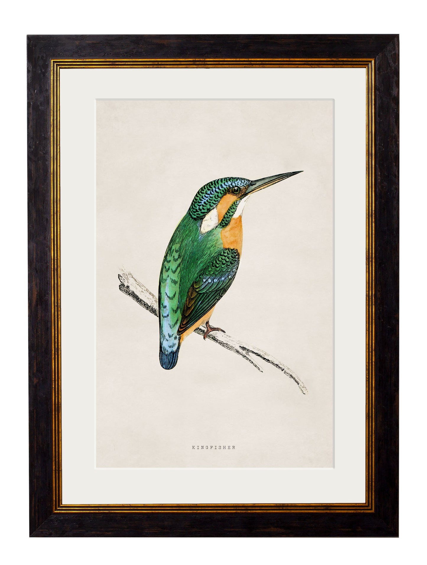 c.1870 Kingfisher & Bee Eater styled view – Leya Buster Interiors
