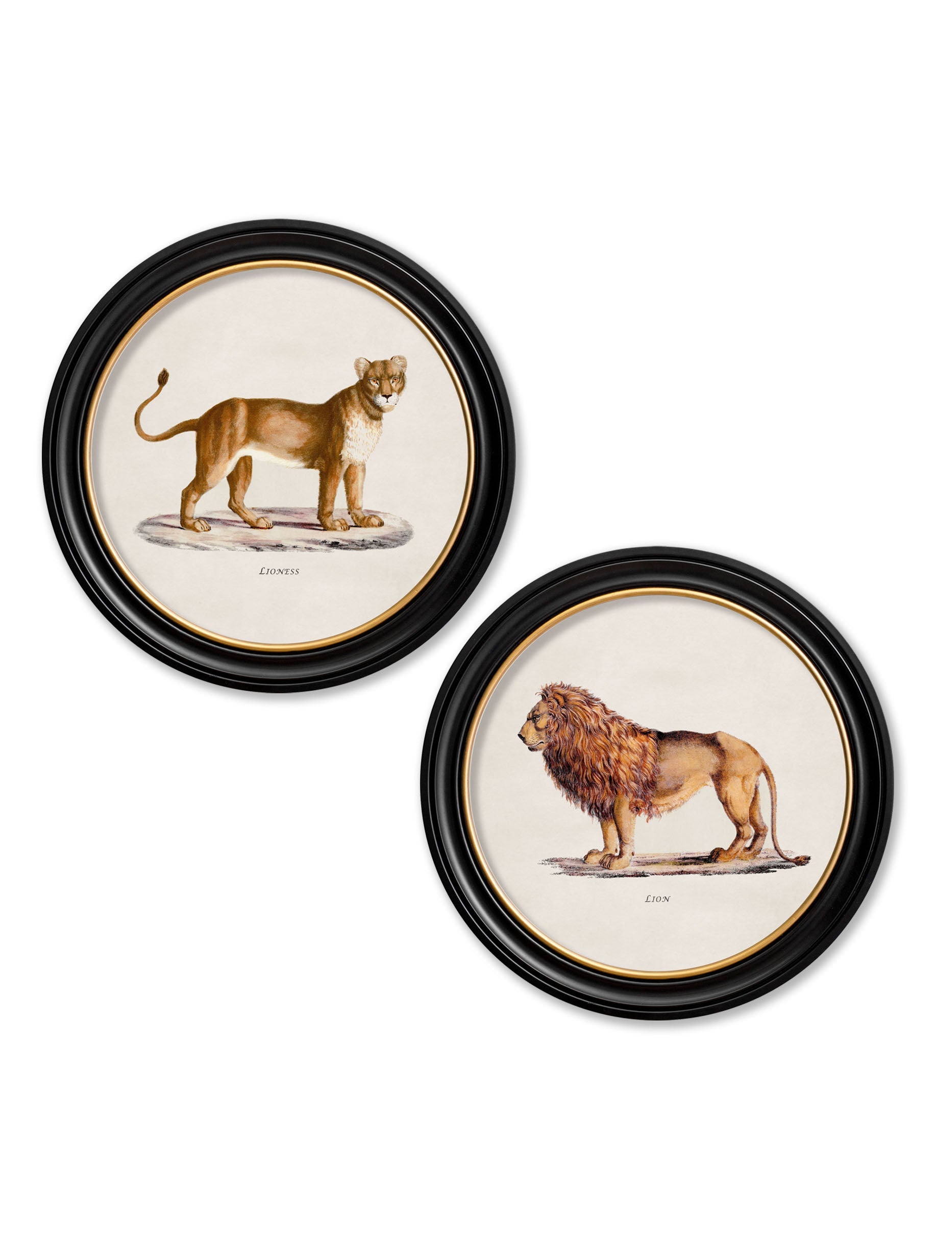c.1800s Lion & Lioness – Round Frames detail – Leya Buster Interiors
