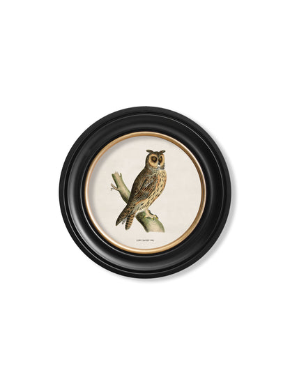 c.1870 British owls in Round Frames styled view – Leya Buster Interiors