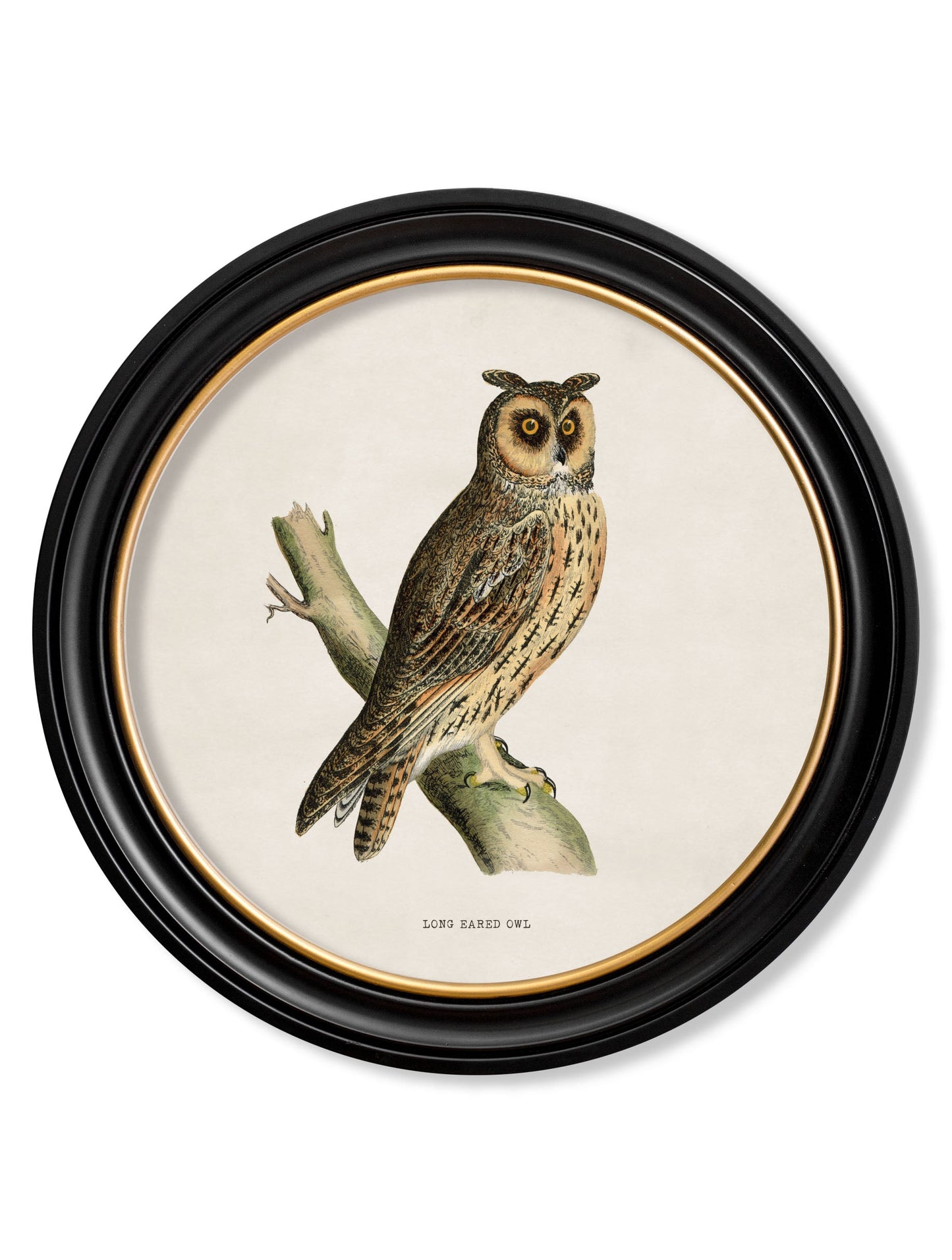 c.1870 British owls in Round Frames styled view – Leya Buster Interiors