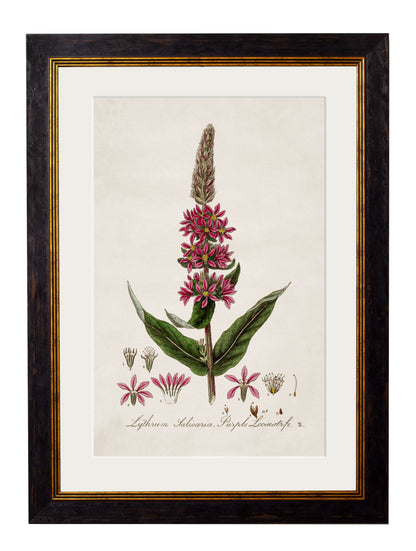 c.1837 British Flowering Plants styled view – Leya Buster Interiors