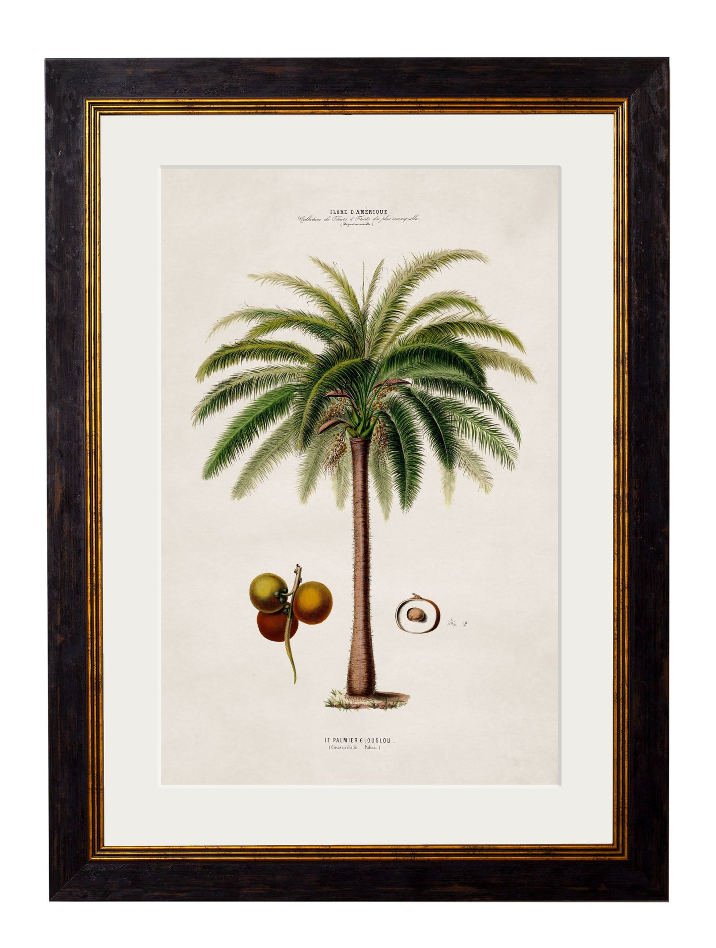 c.1843 Studies of South American Palm Trees styled view – Leya Buster Interiors