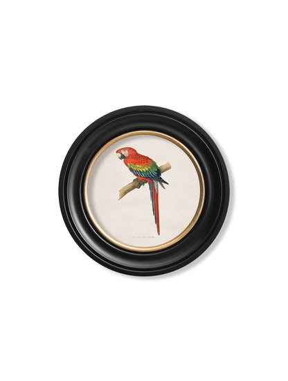 C.1884 Collection of Macaws in Round Frames styled view – Leya Buster Interiors