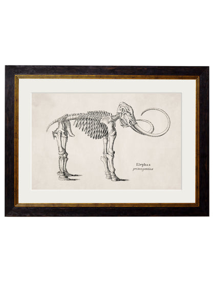 c.1870 Anatomical Skeletons styled view – Leya Buster Interiors